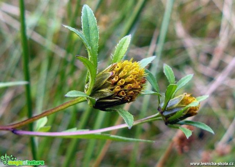 Dvouzubec černoplodý - Bidens frondosa - Foto Pavel Stančík