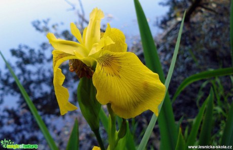 Kosatec žlutý - Iris  pseudacorus - Foto Pavel Stančík