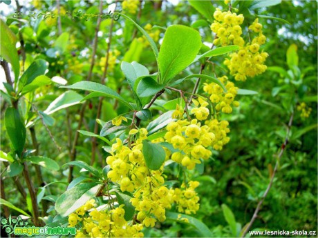 Dřišťál obecný - Berberis vulgaris - Foto Robert Kopecký