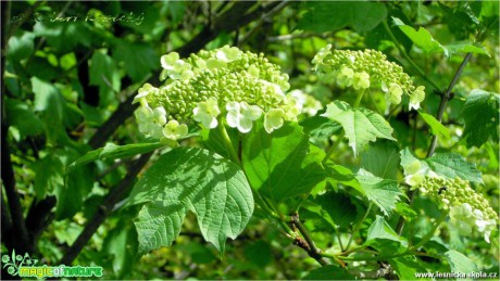 Kalina topolová - Viburnum opulus - Foto Robert Kopecký