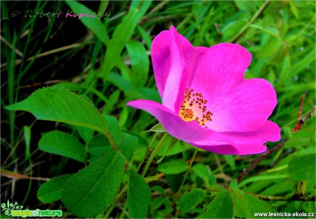 Růže galská - Rosa gallica - Foto Robert Kopecký (1)