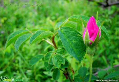 Růže galská - Rosa gallica - Foto Robert Kopecký