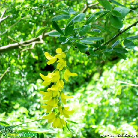 Štědřenec zlatý déšť - Laburnum anagyroides - Foto Robert Kopecký