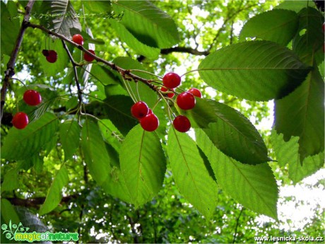 Třešeň ptačí - Prunus avium - Foto Robert Kopecký (1)