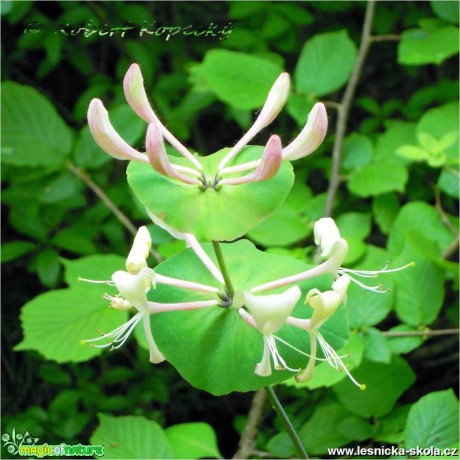 Zimolez kozí list - Lonicera caprifolium - Foto Robert Kopecký