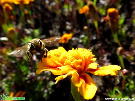 Včela medonosná - Apis mellifera - Foto Jiří Rýsler