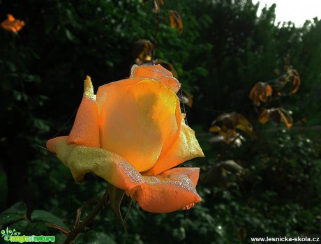Postříbřený květ - Foto Jana Vondráčková