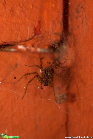 Pavoučí hnízdo - Foto Jan Valach