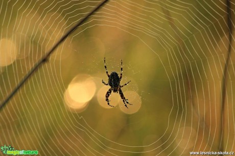 Pavouk v ranní rose - Foto Ladislav Jonák