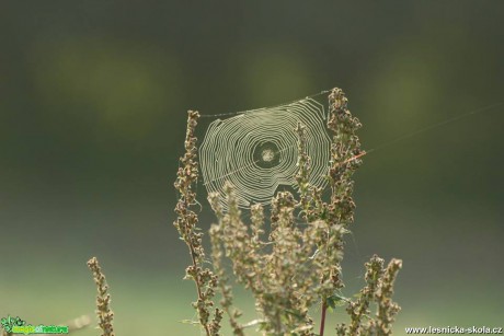 Pavučina - Foto Ladilsav Jonák