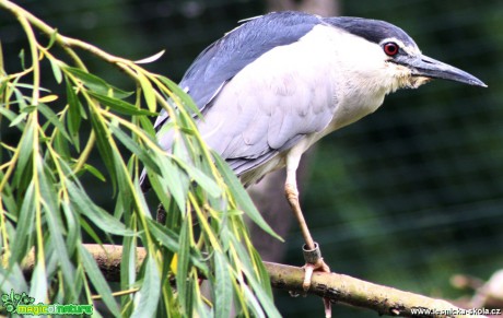 Kvakoš noční - Nycticorax nycticorax - Foto David Hlinka (2)