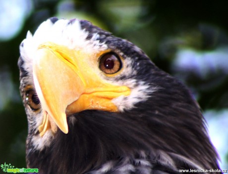 Orel kamčatský - Haliaeetus pelagicus - Foto David Hlinka (1)