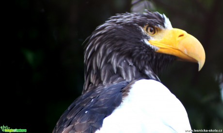 Orel kamčatský - Haliaeetus pelagicus - Foto David Hlinka (2)