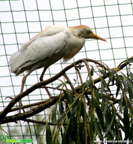 Volavka rusohlavá - Bubulcus ibis - Foto David Hlinka (1)