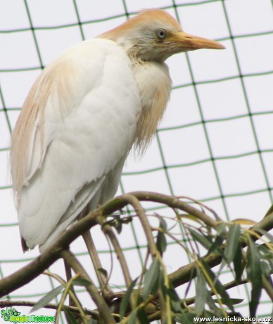 Volavka rusohlavá - Bubulcus ibis - Foto David Hlinka (2)