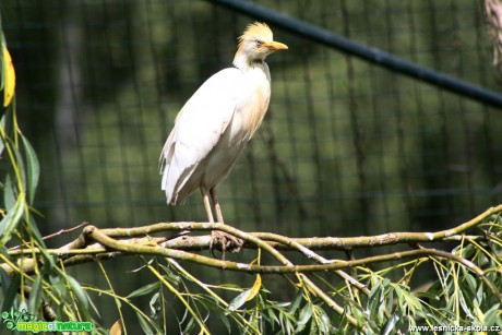 Volavka rusohlavá - Bubulcus ibis - Foto David Hlinka (3)