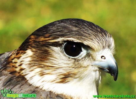 Dřemlík tundrový - Falco columbarius - Foto Michaela Knoppová