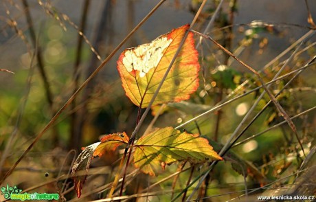 Přichází podzim - Foto Ladislav Jonák