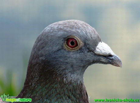 Holub domácí - Columba livia f. domestica - Foto Michaela Knoppová