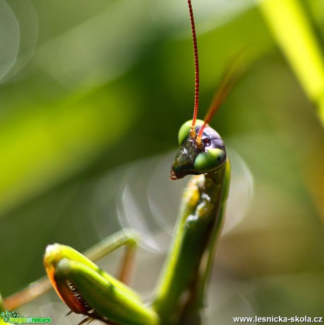 Kudlanka nábožná - Mantis religiosa - Foto Jana Vondráčková (2)