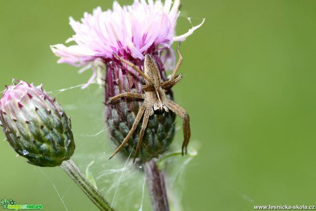 Lovčík hajní - Pisaura mirabilis - Foto Jana Vondráčková (1)