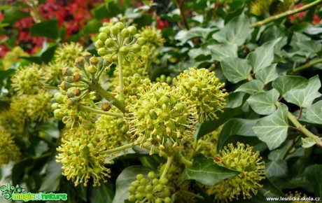 Břečťan popínavý - Hedera helix - Foto Pavel Stančík