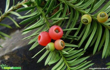 Tis červený - Taxus baccata - Foto Pavel Stančík (2)