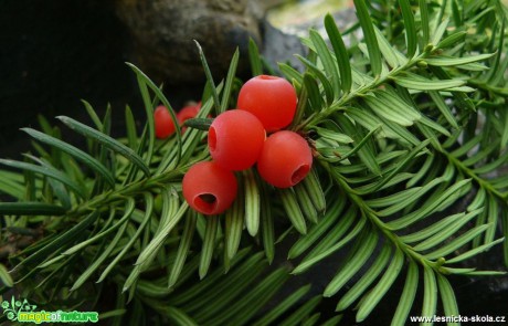 Tis červený - Taxus baccata - Foto Pavel Stančík