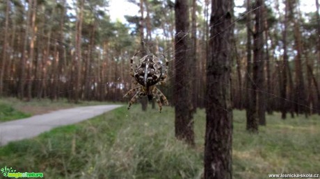 Křižák obecný - Araneus diadematus - Foto Rasťo Salčík