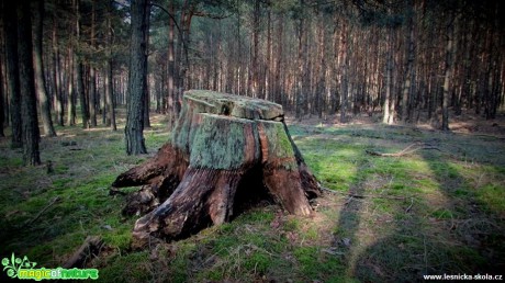 Letité pařezy - Foto Rasťo Salčík (2)