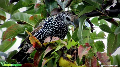 Špaček obecný - Sturnus vulgaris - Foto Rasťo Salčík (2)