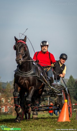 Vozatajské závody v Mimoni - říjen 2014 - Foto Roman Brož (4)