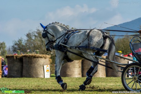 Vozatajské závody v Mimoni - říjen 2014 - Foto Roman Brož (6)