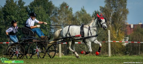 Vozatajské závody v Mimoni - říjen 2014 - Foto Roman Brož (7)