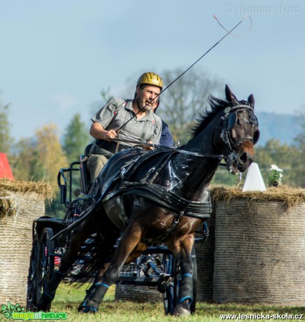 Vozatajské závody v Mimoni - říjen 2014 - Foto Roman Brož (10)