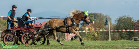 Vozatajské závody v Mimoni - říjen 2014 - Foto Roman Brož (12)