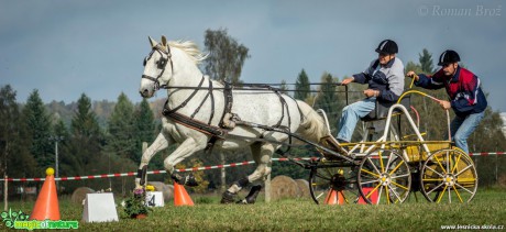 Vozatajské závody v Mimoni - říjen 2014 - Foto Roman Brož (13)