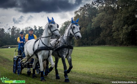 Vozatajské závody v Mimoni - říjen 2014 - Foto Roman Brož (18)