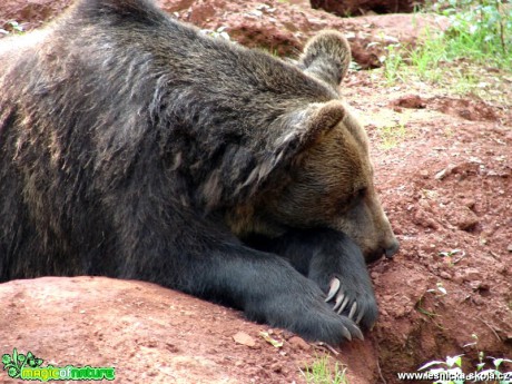 Medvěd hnědý - Ursus arctos - Foto Martina Šmejkalová
