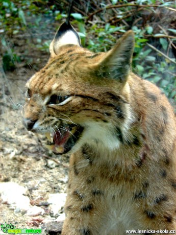 Rys karpatský - Lynx lynx carpathicus - Foto Martina Šmejkalová