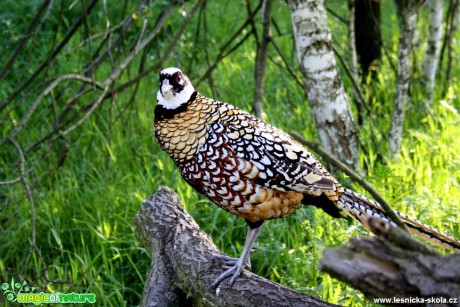 Bažant královský -  Syrmaticus reevesii - Foto Lukáš Janata (1)