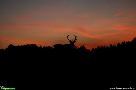 Magické setkání s jelenem - Foto Lukáš Janata (1)