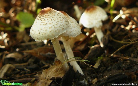 Bedla hřebenitá - Lepiota cristata - Foto Pavel Stančík