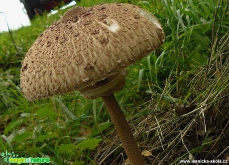 Bedla vysoká - Macrolepiota procera - Foto Pavel Stančík