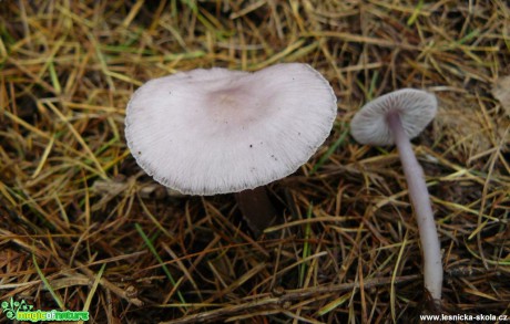 Helmovka ředkvičková - Mycena pura - Foto Pavel Stančík