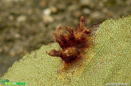 Obnaženka hrušňová - Gymnosporangium clavariiforme - Foto Pavel Stančík