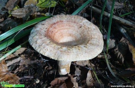 Ryzec kravský - Lactarius torminosus - Foto Pavel Stančík