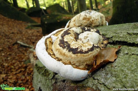 Troudnatec kopytovitý - Fomes fomentarius - Foto Pavel Stančík