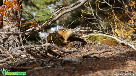 Eastern chipmunk (Tamias  striatus) - Garibaldi Provincial Park - Foto Vojtěch Mráz