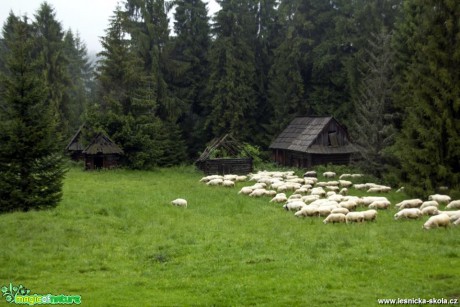 Ovce domácí - Foto Jozef Pitoňák (1)